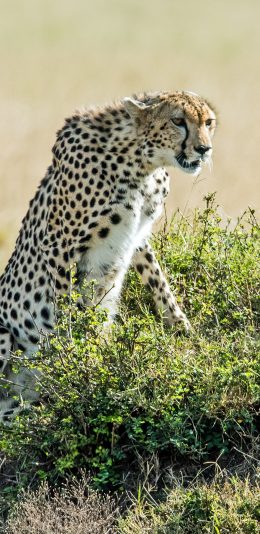[2436x1125]郊外 草丛 猎豹 狩猎 苹果手机壁纸图片
