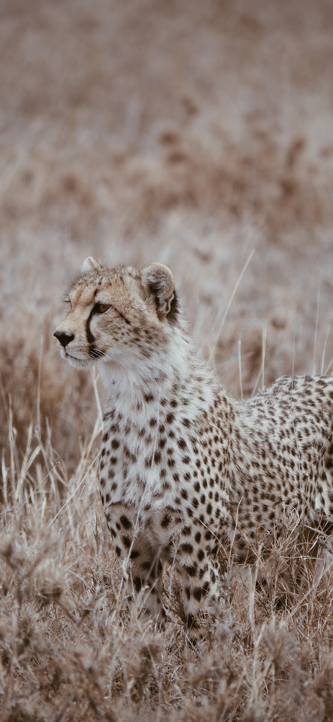 [2436×1125]郊外 草丛 猎豹 豹纹 苹果手机壁纸图片