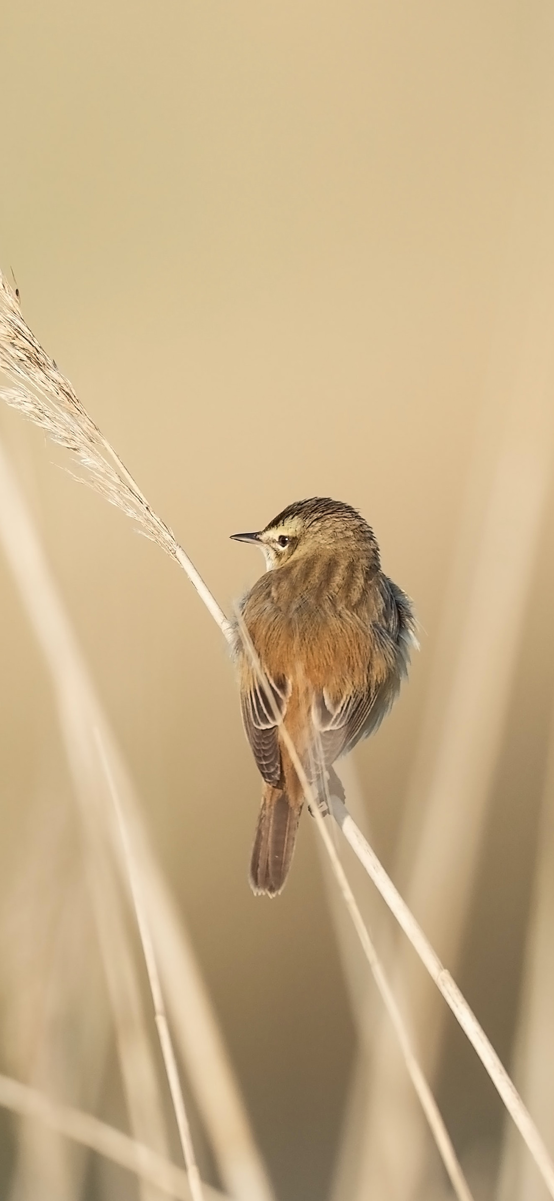 [2436×1125]郊外 草丛 飞鸟 山雀 苹果手机壁纸图片