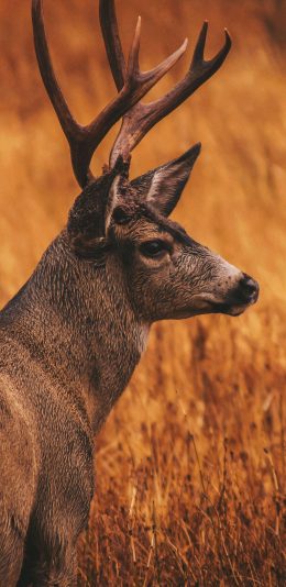 [2436x1125]郊外 草丛 驯鹿 鹿角 苹果手机壁纸图片