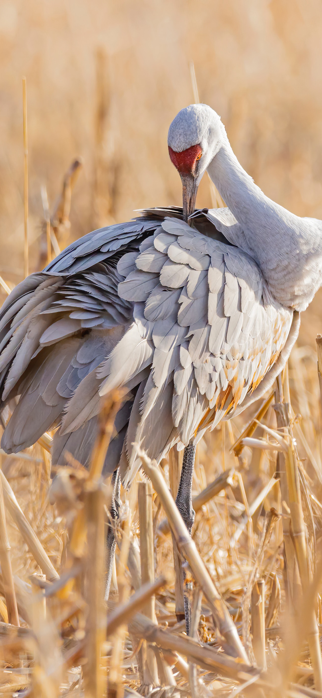 [2436×1125]郊外 草丛 鹤 候鸟 苹果手机壁纸图片