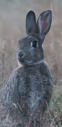[2436x1125]郊外 草地 兔子 野兔 灰色 苹果手机壁纸图片