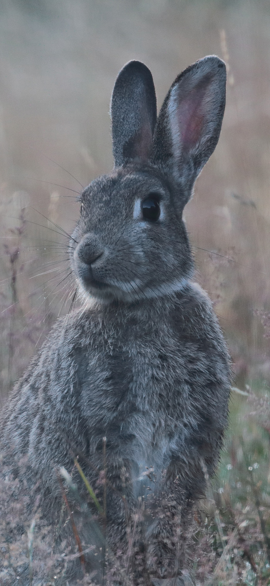 [2436×1125]郊外 草地 兔子 野兔 灰色 苹果手机壁纸图片