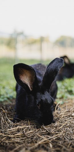 [2436x1125]郊外 草地 兔子 黑色 苹果手机壁纸图片
