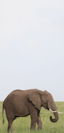 [2436x1125]郊外 草地 大象 象牙 庞大 苹果手机壁纸图片