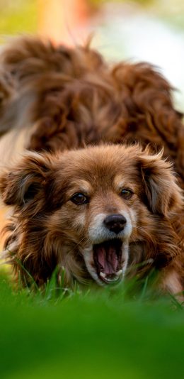 [2436x1125]郊外 草地 宠物狗 汪星人 可爱 苹果手机壁纸图片