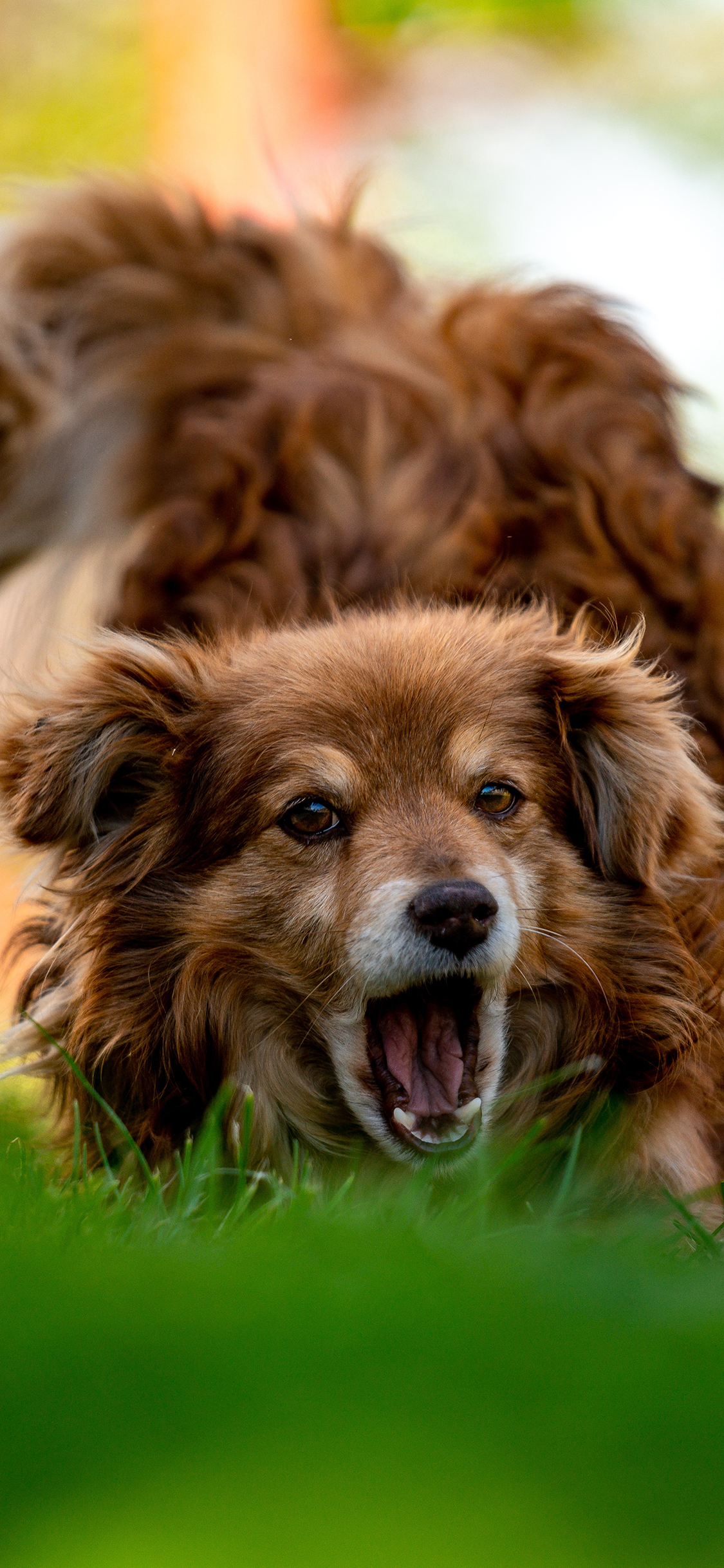 [2436×1125]郊外 草地 宠物狗 汪星人 可爱 苹果手机壁纸图片