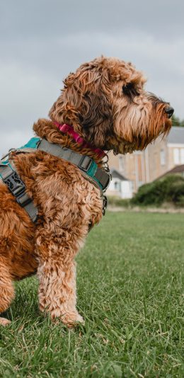 [2436x1125]郊外 草地 宠物狗 汪星人 坐着 苹果手机壁纸图片