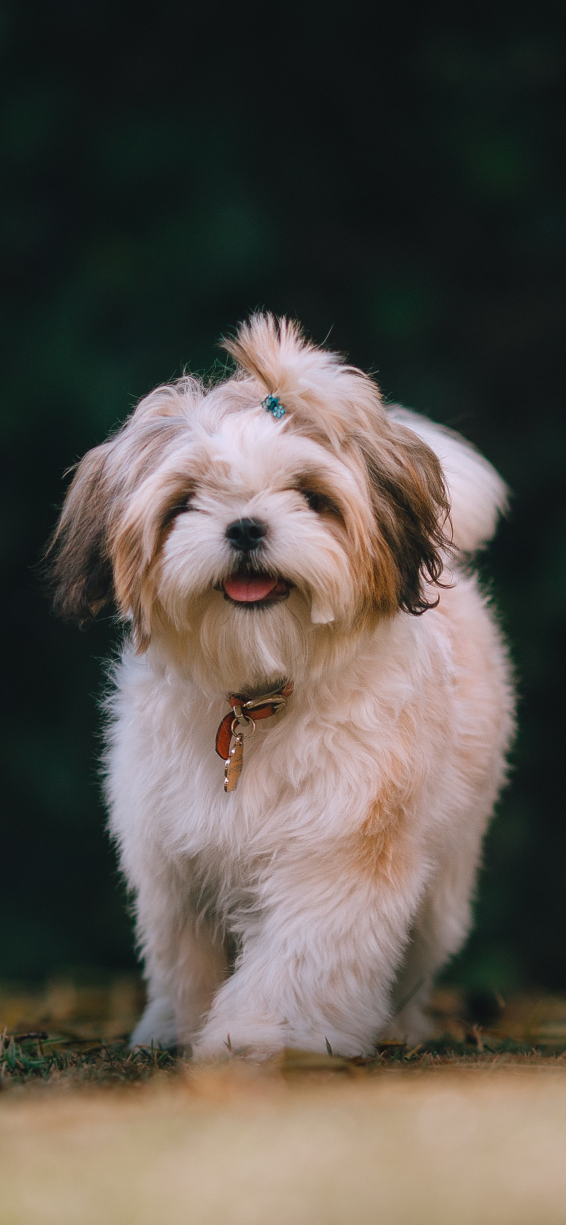 [2436×1125]郊外 草地 宠物狗 白色 苹果手机壁纸图片