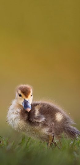 [2436x1125]郊外 草地 家禽 鸭子 小鸭 苹果手机壁纸图片