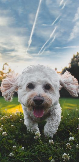 [2436x1125]郊外 草地 小狗 汪星人 可爱 苹果手机壁纸图片