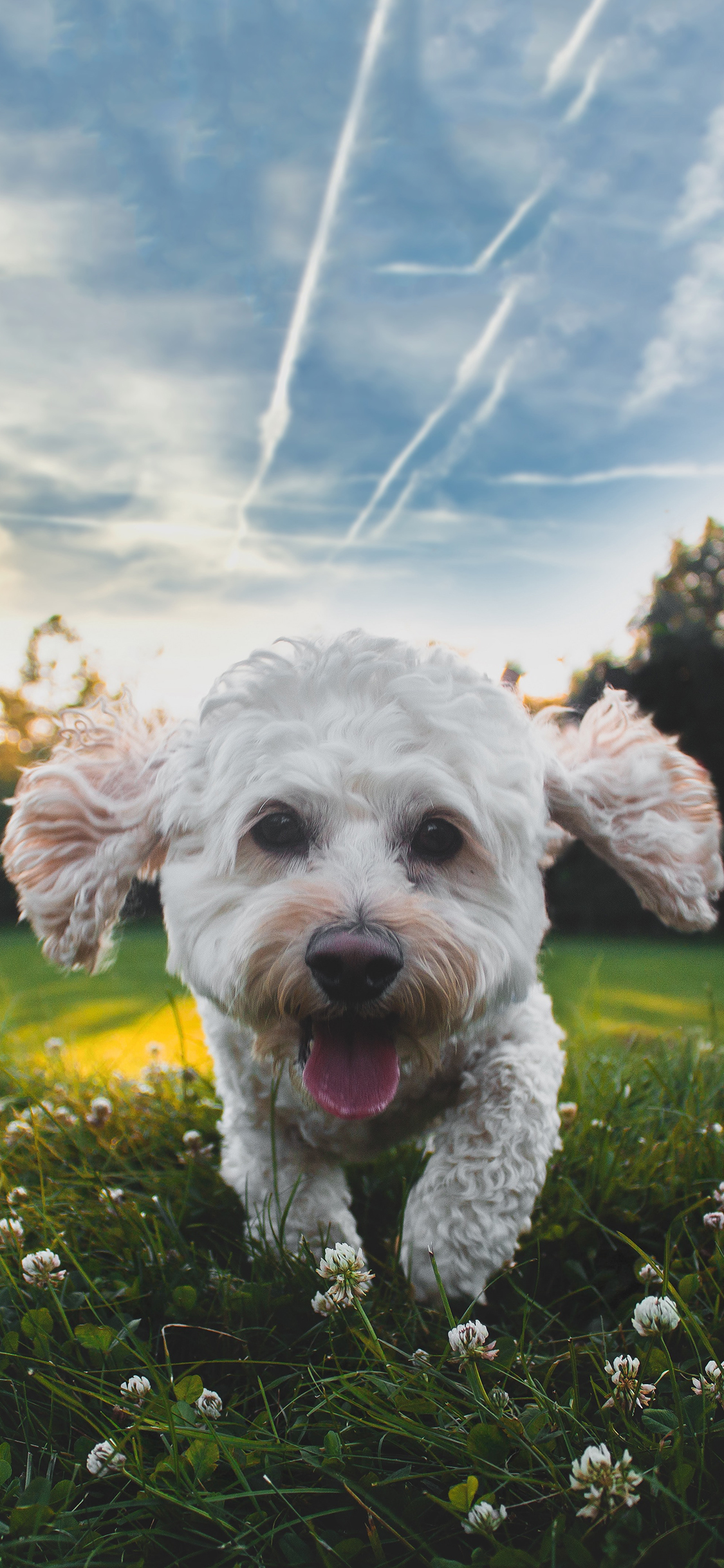 [2436×1125]郊外 草地 小狗 汪星人 可爱 苹果手机壁纸图片