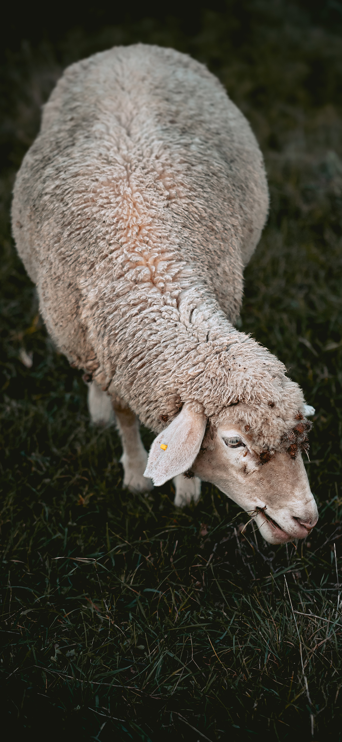 [2436×1125]郊外 草地 小羊 羊羔 觅食 苹果手机壁纸图片