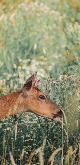[2436x1125]郊外 草地 小鹿 吃草 苹果手机壁纸图片