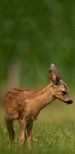 [2436x1125]郊外 草地 小鹿 幼崽 苹果手机壁纸图片