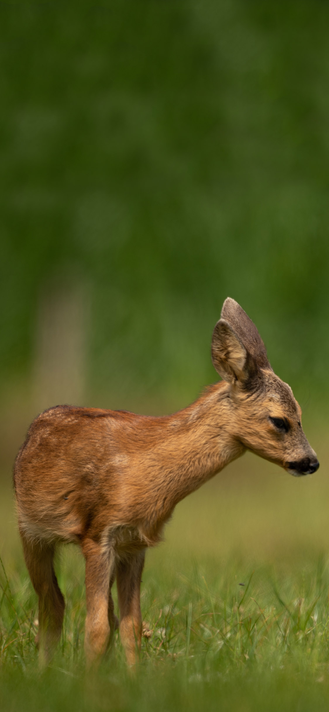 [2436×1125]郊外 草地 小鹿 幼崽 苹果手机壁纸图片