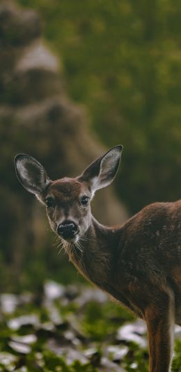 [2436x1125]郊外 草地 小鹿 觅食 苹果手机壁纸图片