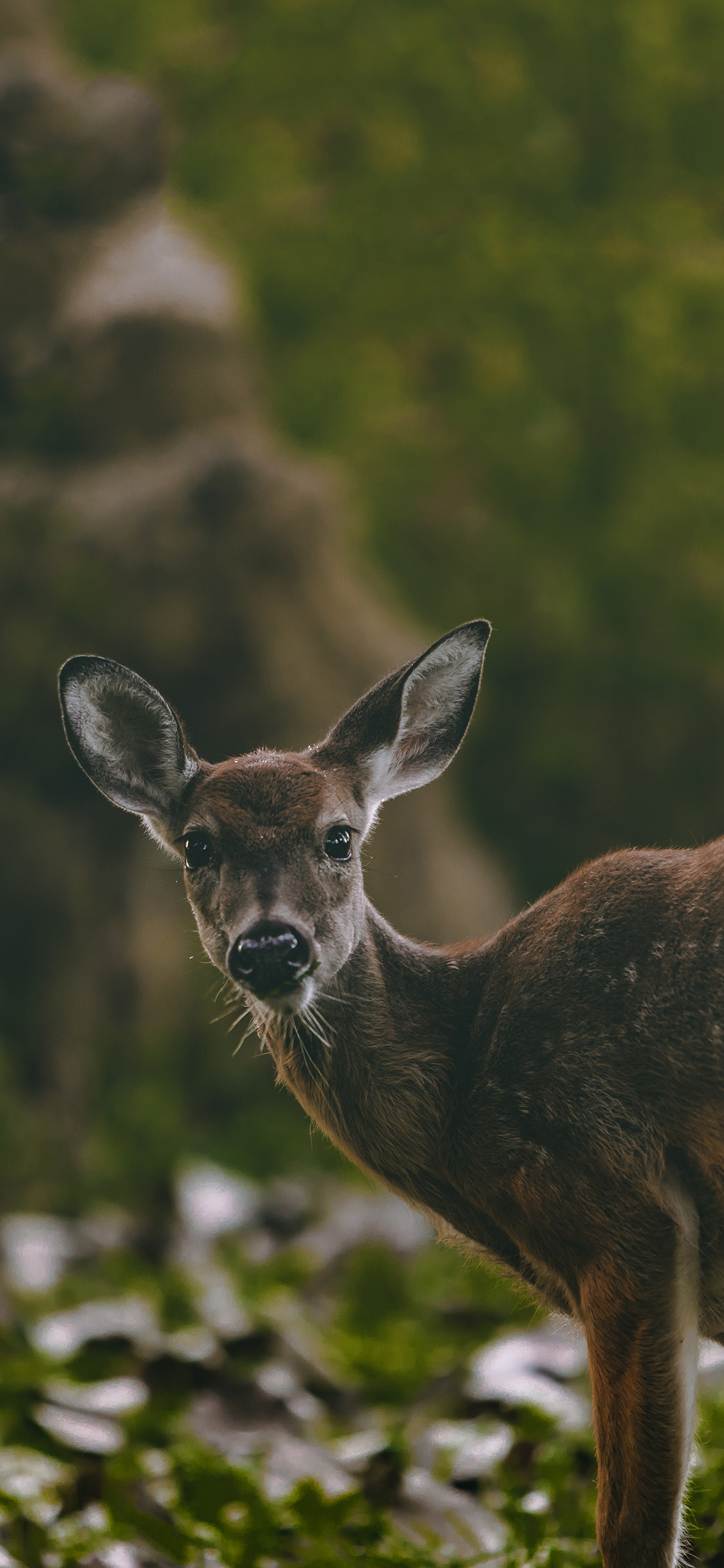 [2436×1125]郊外 草地 小鹿 觅食 苹果手机壁纸图片