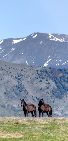 [2436x1125]郊外 草地 山峰 棕马 苹果手机壁纸图片