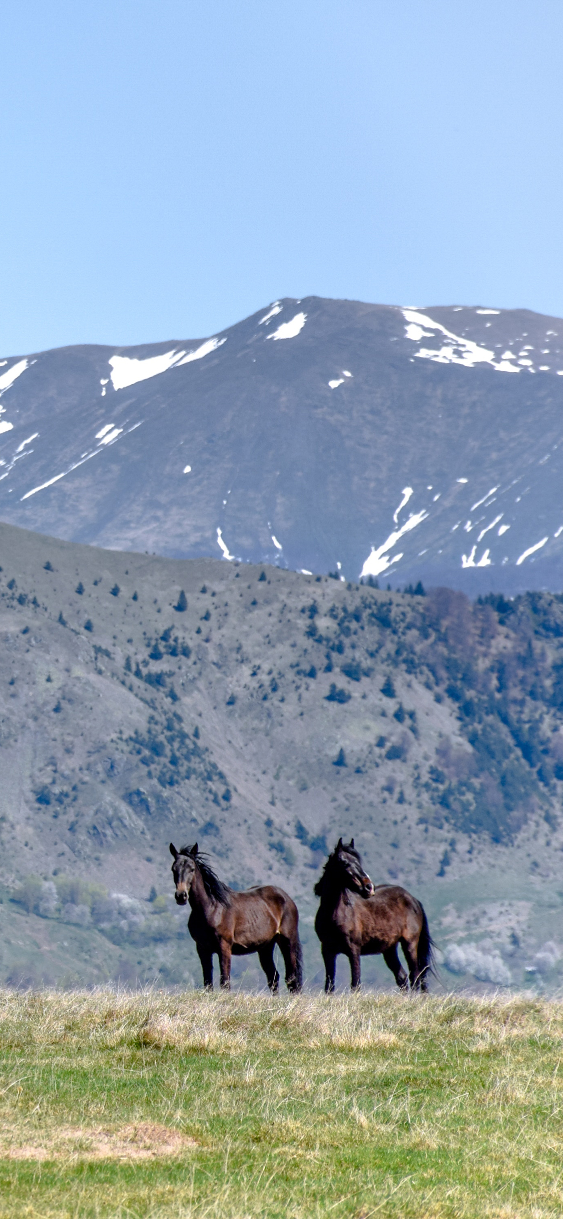 [2436×1125]郊外 草地 山峰 棕马 苹果手机壁纸图片