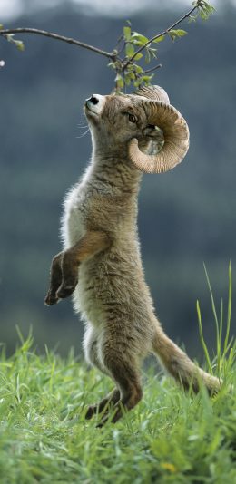 [2436x1125]郊外 草地 山羊 幼崽 羊角 苹果手机壁纸图片