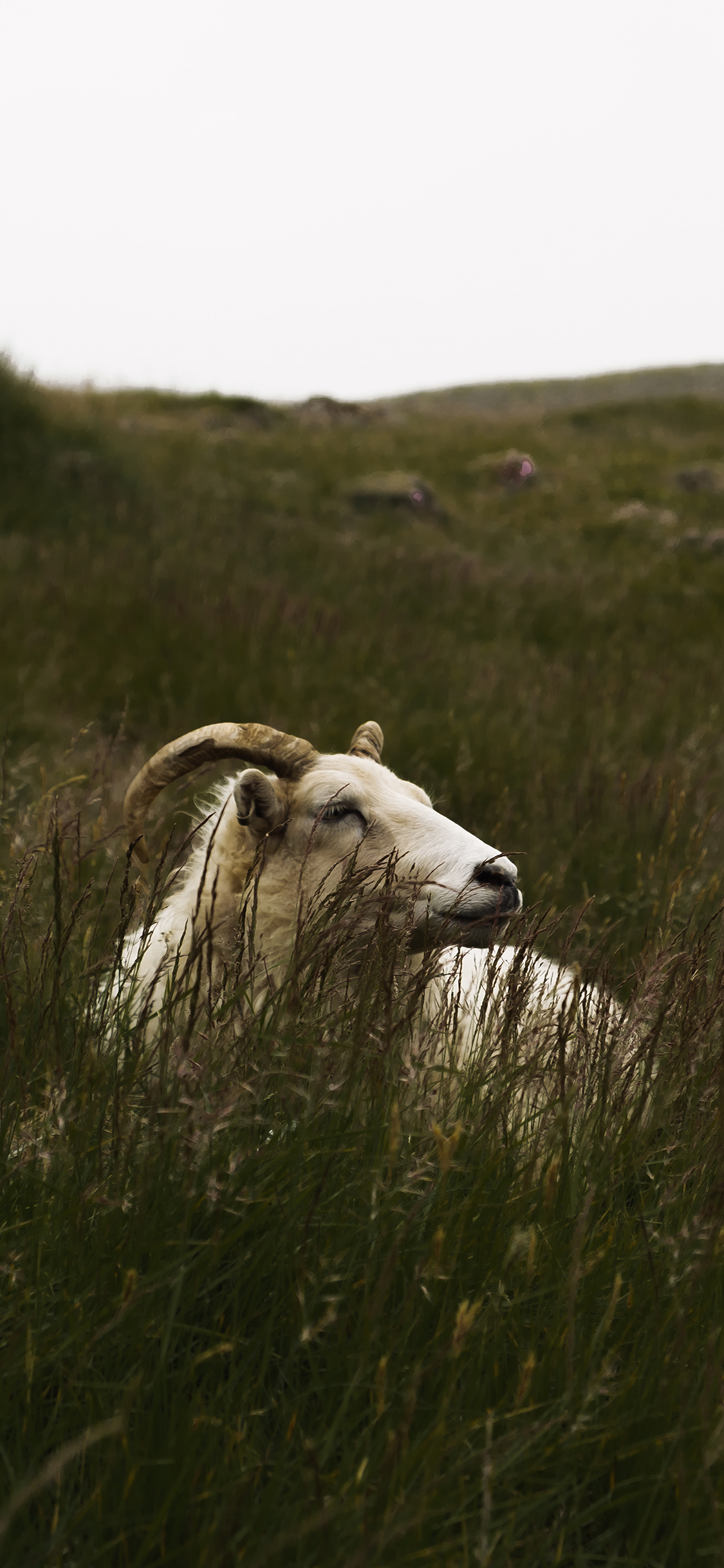 [2436×1125]郊外 草地 山羊 羊角 苹果手机壁纸图片