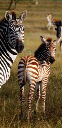 [2436x1125]郊外 草地 斑马 幼崽 苹果手机壁纸图片
