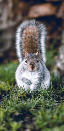 [2436x1125]郊外 草地 松鼠 大尾巴 觅食 苹果手机壁纸图片
