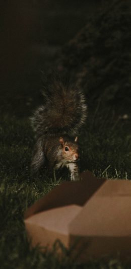 [2436x1125]郊外 草地 松鼠 爬行 苹果手机壁纸图片