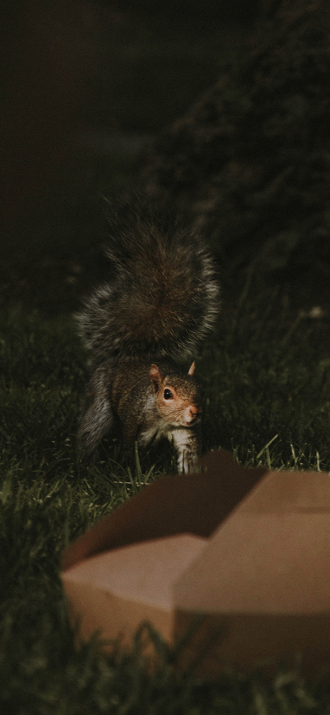 [2436×1125]郊外 草地 松鼠 爬行 苹果手机壁纸图片