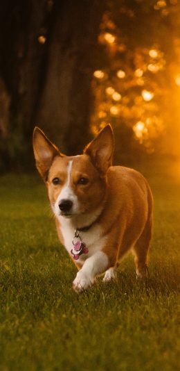 [2436x1125]郊外 草地 柯基犬 小短腿 狗狗 苹果手机壁纸图片