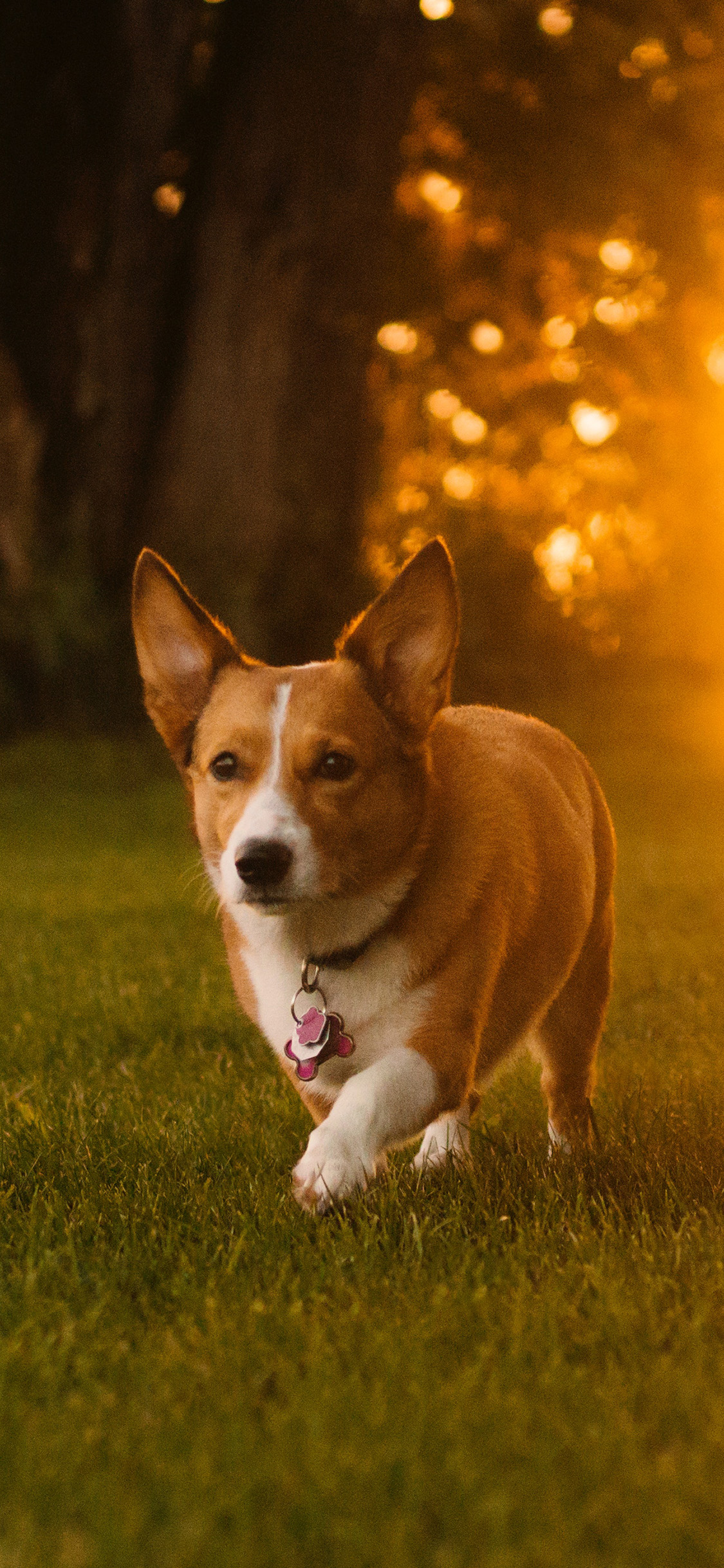 [2436×1125]郊外 草地 柯基犬 小短腿 狗狗 苹果手机壁纸图片