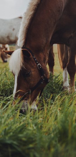 [2436x1125]郊外 草地 棕马 吃草 苹果手机壁纸图片