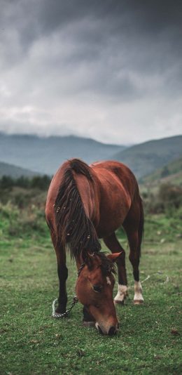 [2436x1125]郊外 草地 棕马 食草 苹果手机壁纸图片