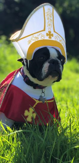 [2436x1125]郊外 草地 法斗犬 黑白 帽子 苹果手机壁纸图片