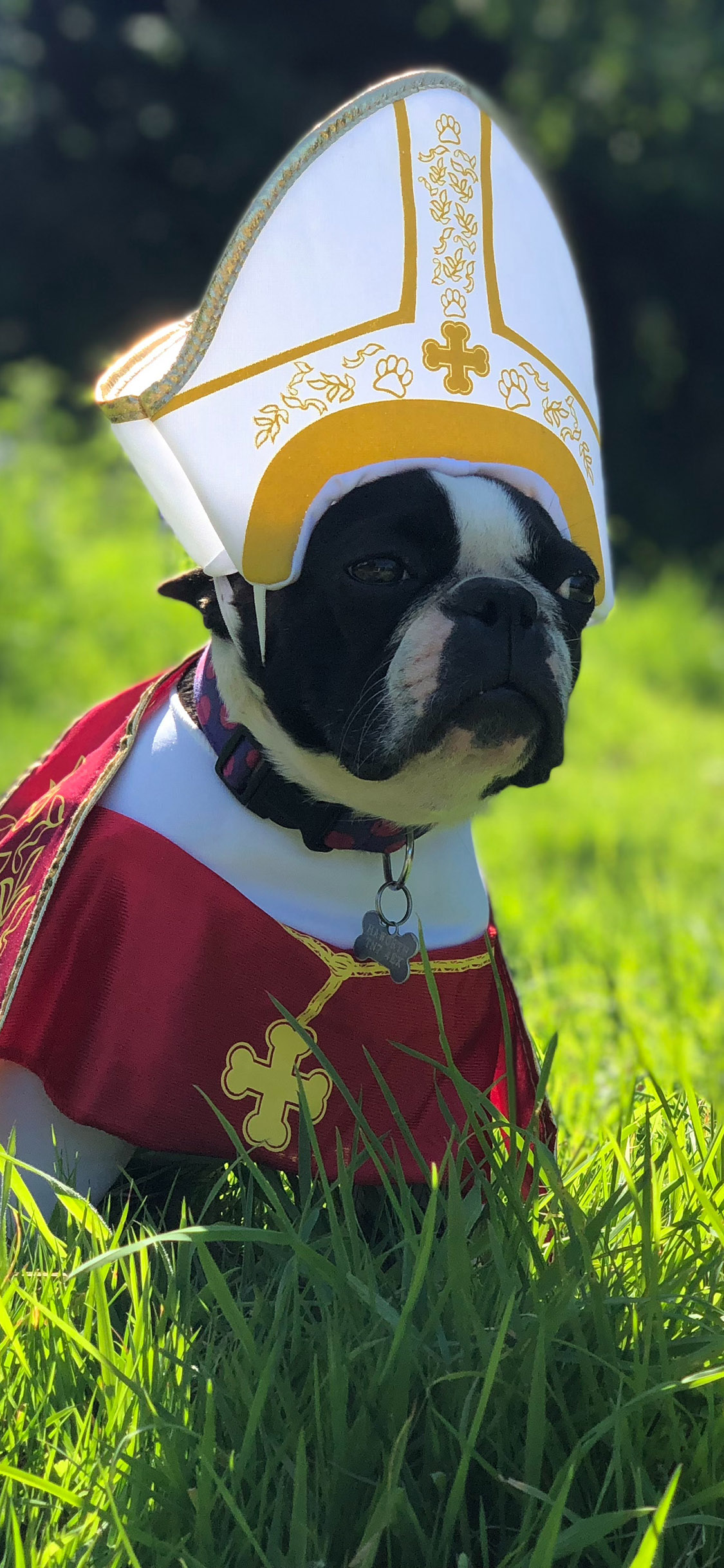 [2436×1125]郊外 草地 法斗犬 黑白 帽子 苹果手机壁纸图片