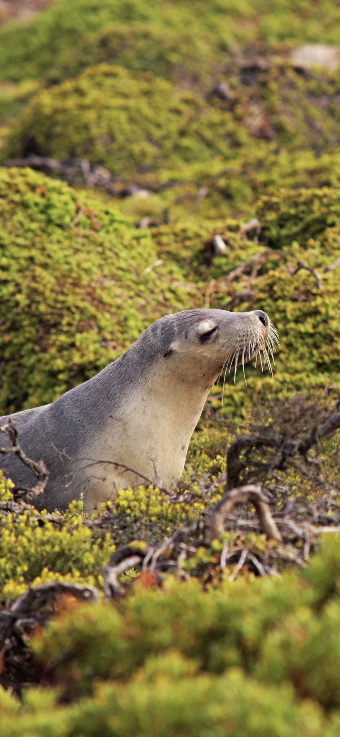 [2436×1125]郊外 草地 海豹 栖息 苹果手机壁纸图片