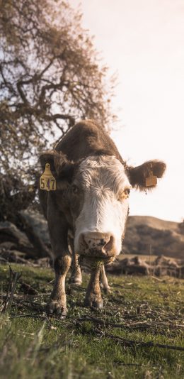 [2436x1125]郊外 草地 牛 呆萌 苹果手机壁纸图片