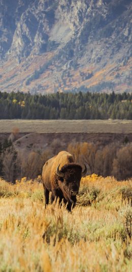 [2436x1125]郊外 草地 牦牛 野生 苹果手机壁纸图片