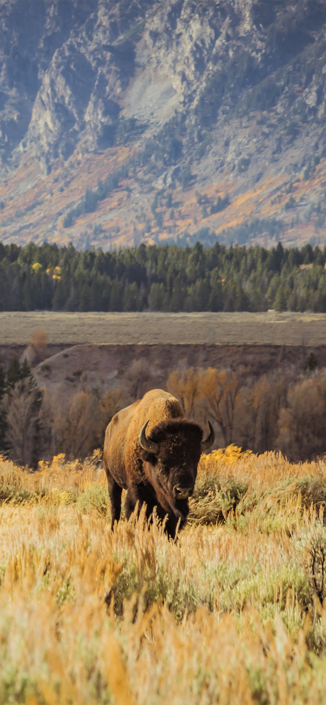 [2436×1125]郊外 草地 牦牛 野生 苹果手机壁纸图片