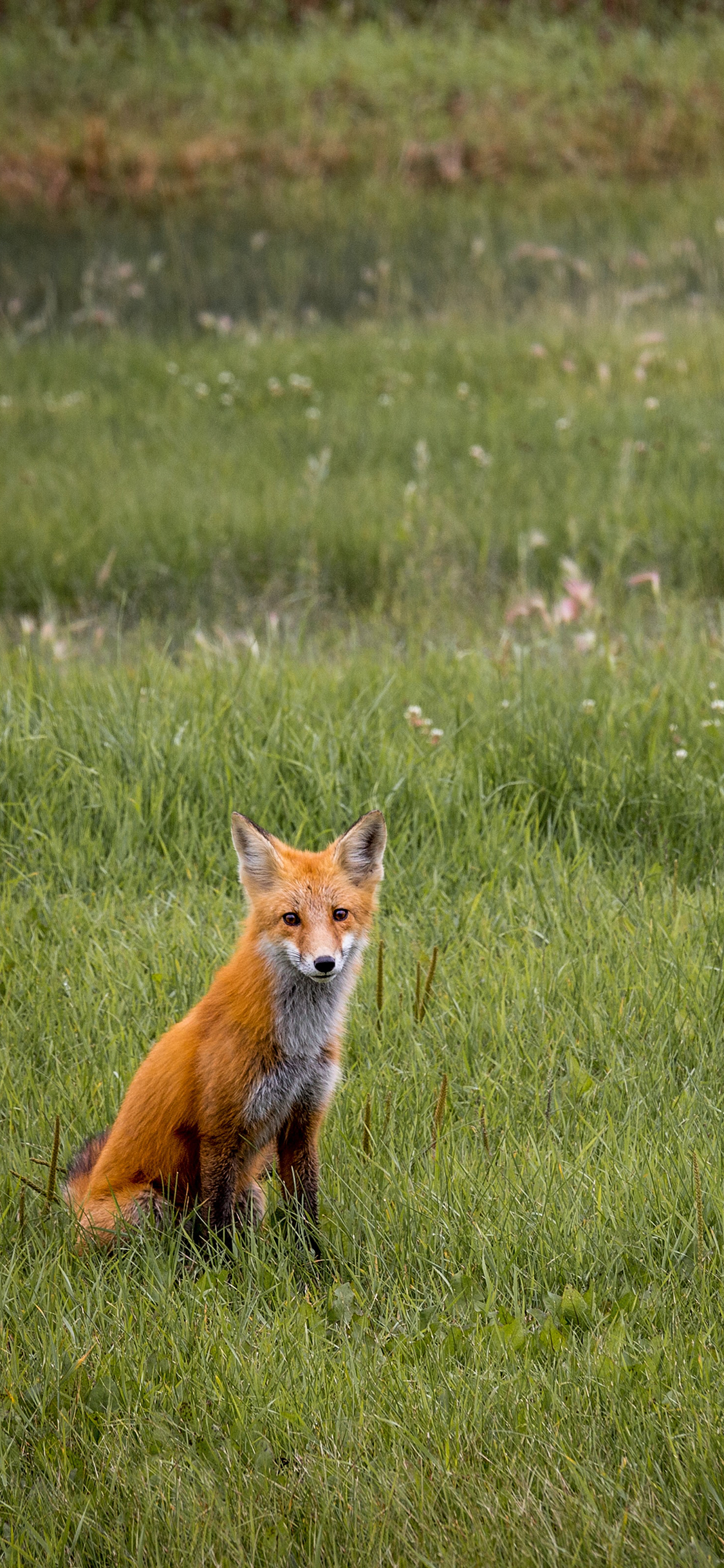 [2436×1125]郊外 草地 狐狸 聪明 苹果手机壁纸图片