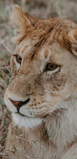 [2436x1125]郊外 草地 狮子 母狮 苹果手机壁纸图片