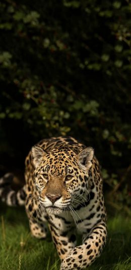 [2436x1125]郊外 草地 猎豹 豹纹 苹果手机壁纸图片