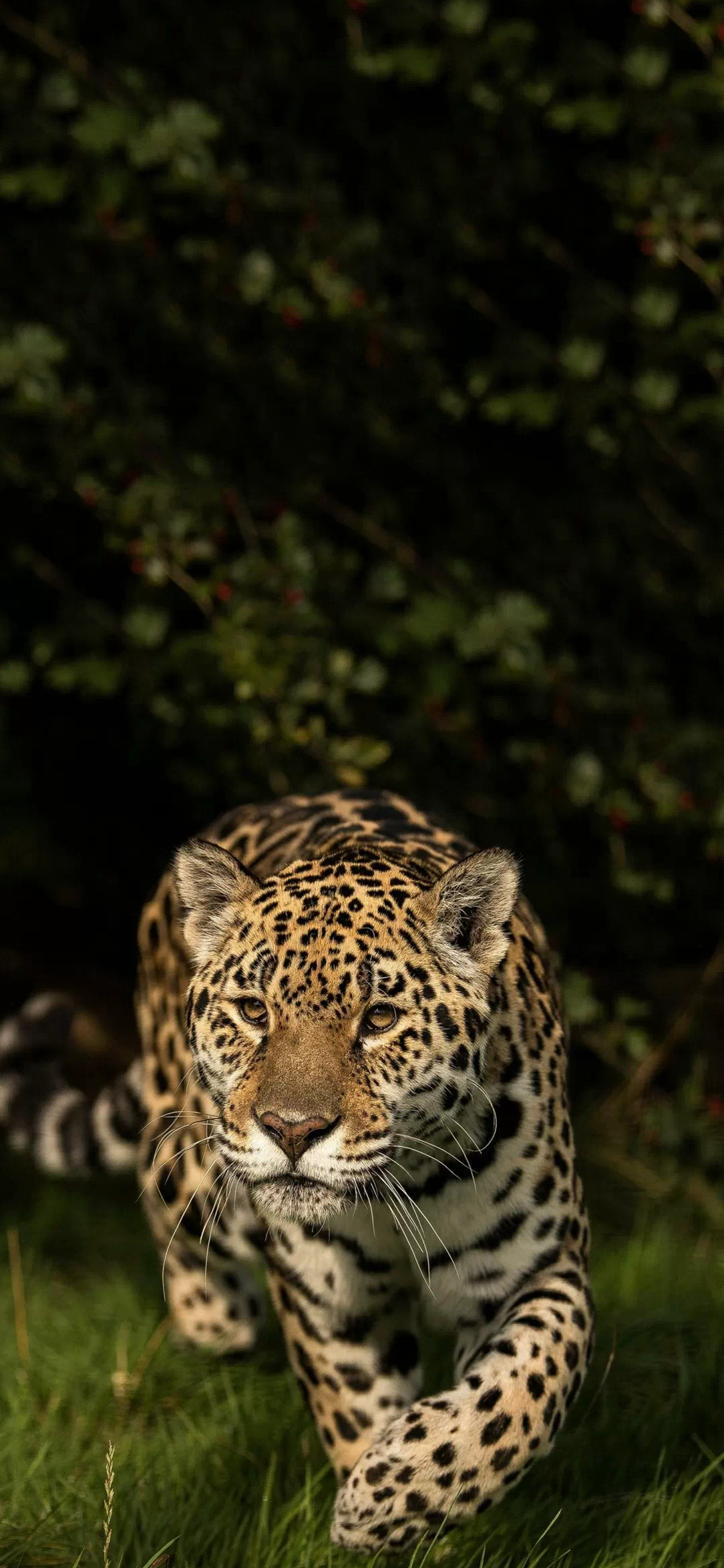 [2436×1125]郊外 草地 猎豹 豹纹 苹果手机壁纸图片