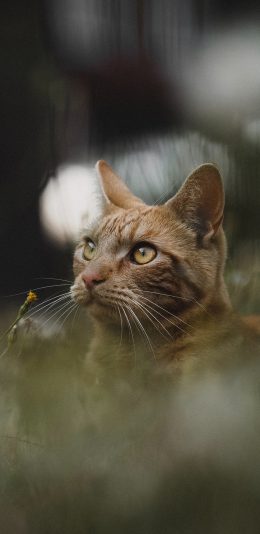 [2436x1125]郊外 草地 猫咪 橘猫 苹果手机壁纸图片
