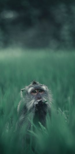 [2436x1125]郊外 草地 猴子 觅食 苹果手机壁纸图片