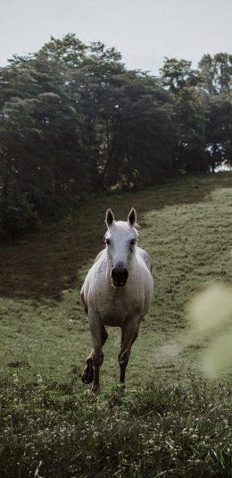 [2436x1125]郊外 草地 白马 奔跑 苹果手机壁纸图片