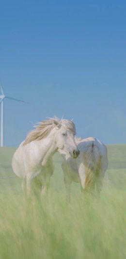 [2436x1125]郊外 草地 白马 马匹 苹果手机壁纸图片