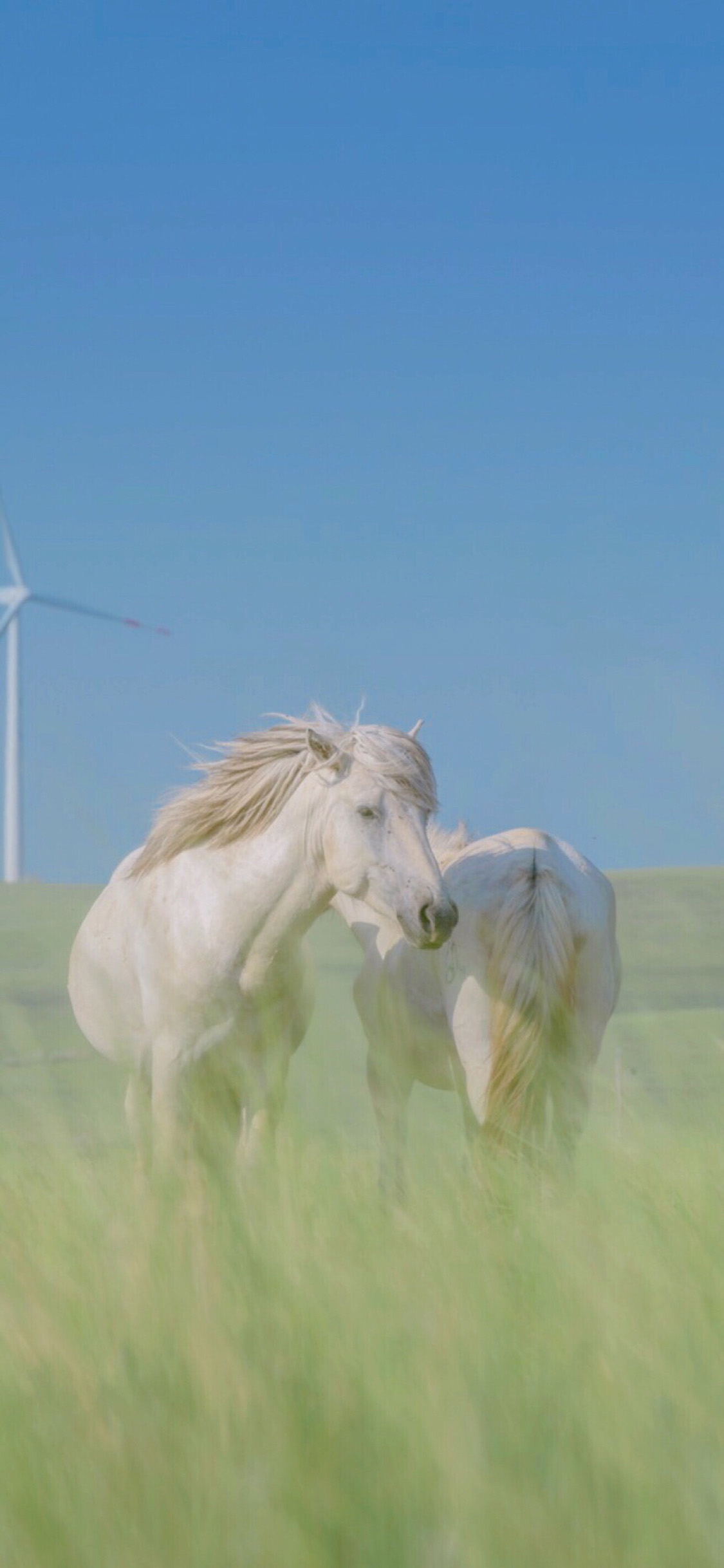 [2436×1125]郊外 草地 白马 马匹 苹果手机壁纸图片