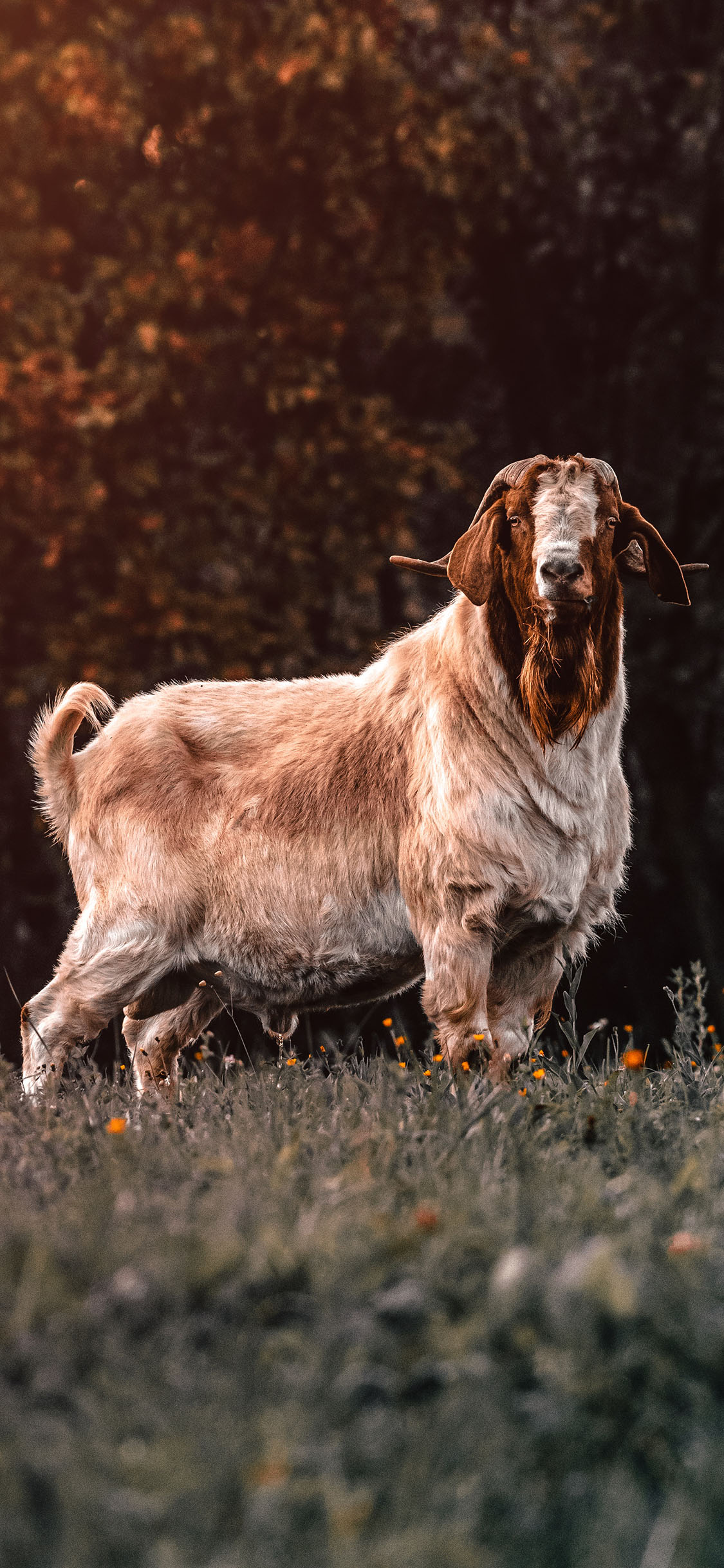[2436×1125]郊外 草地 羊 羊毛 苹果手机壁纸图片